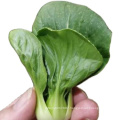 Chinese  Asian vegetable green cabbage pakchoy seeds 1kg/bag